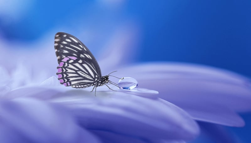 Whimsical Elegance